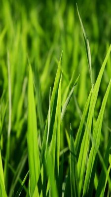 Grass Wallpaper Android