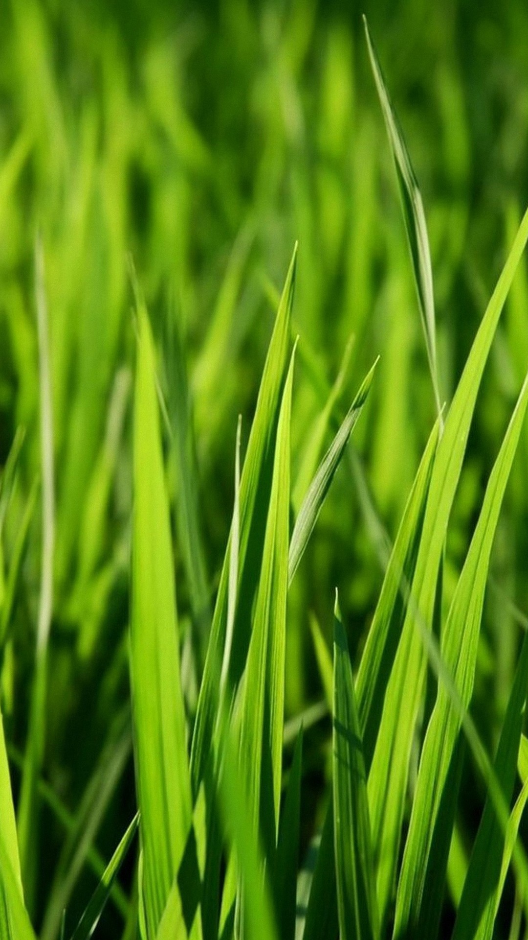 Grass Wallpaper Android with HD resolution 1080x1920