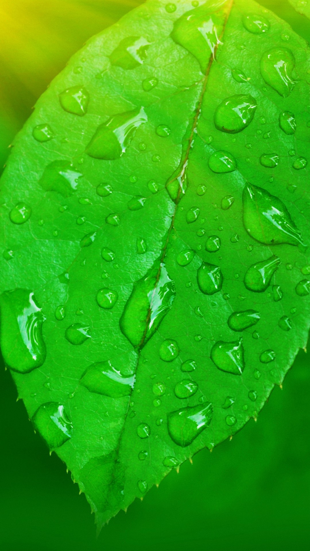 Leaf Android Wallpaper with HD resolution 1080x1920