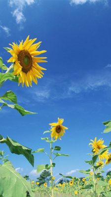 Sunflower Android Wallpaper HD
