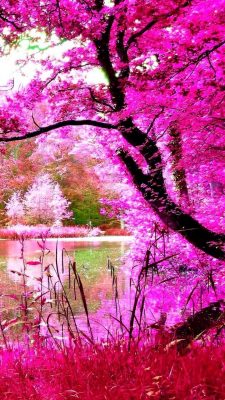 Pink Nature Wallpaper Android