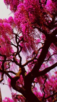 Pink Nature Wallpaper Hd Android