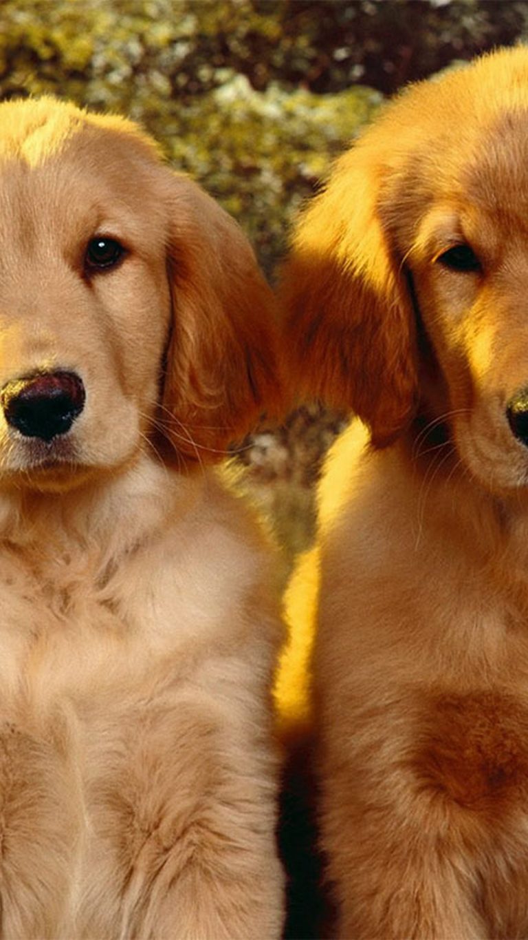 Wallpapers Cute Puppies - 2021 Android Wallpapers