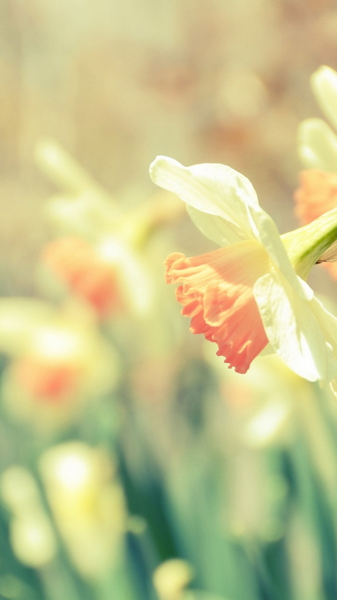 Android Wallpaper Cute Spring - 2021 Android Wallpapers