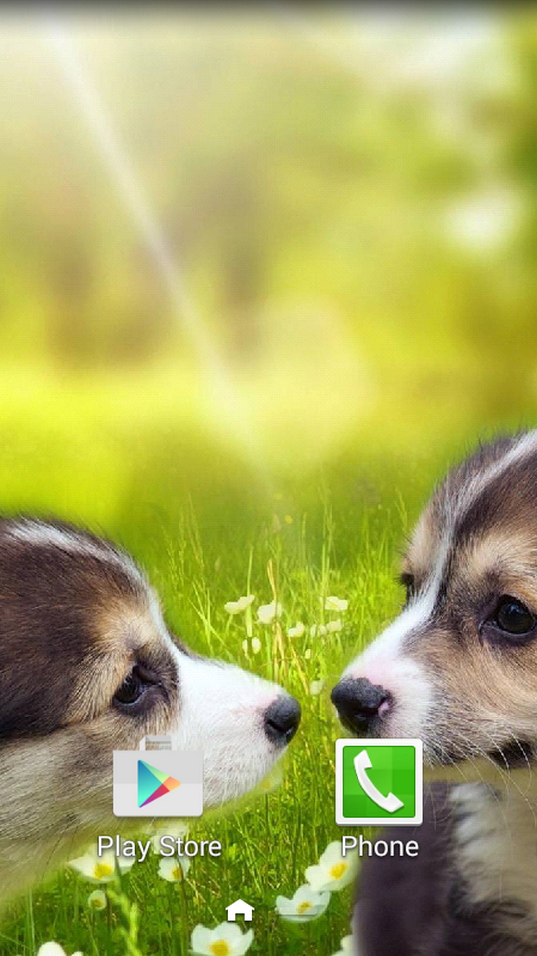 Android Wallpaper Funny Puppies with HD resolution 1080x1920