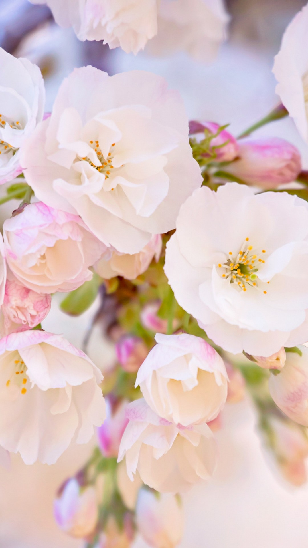 Android Wallpaper Spring Flowers - 2021 Android Wallpapers