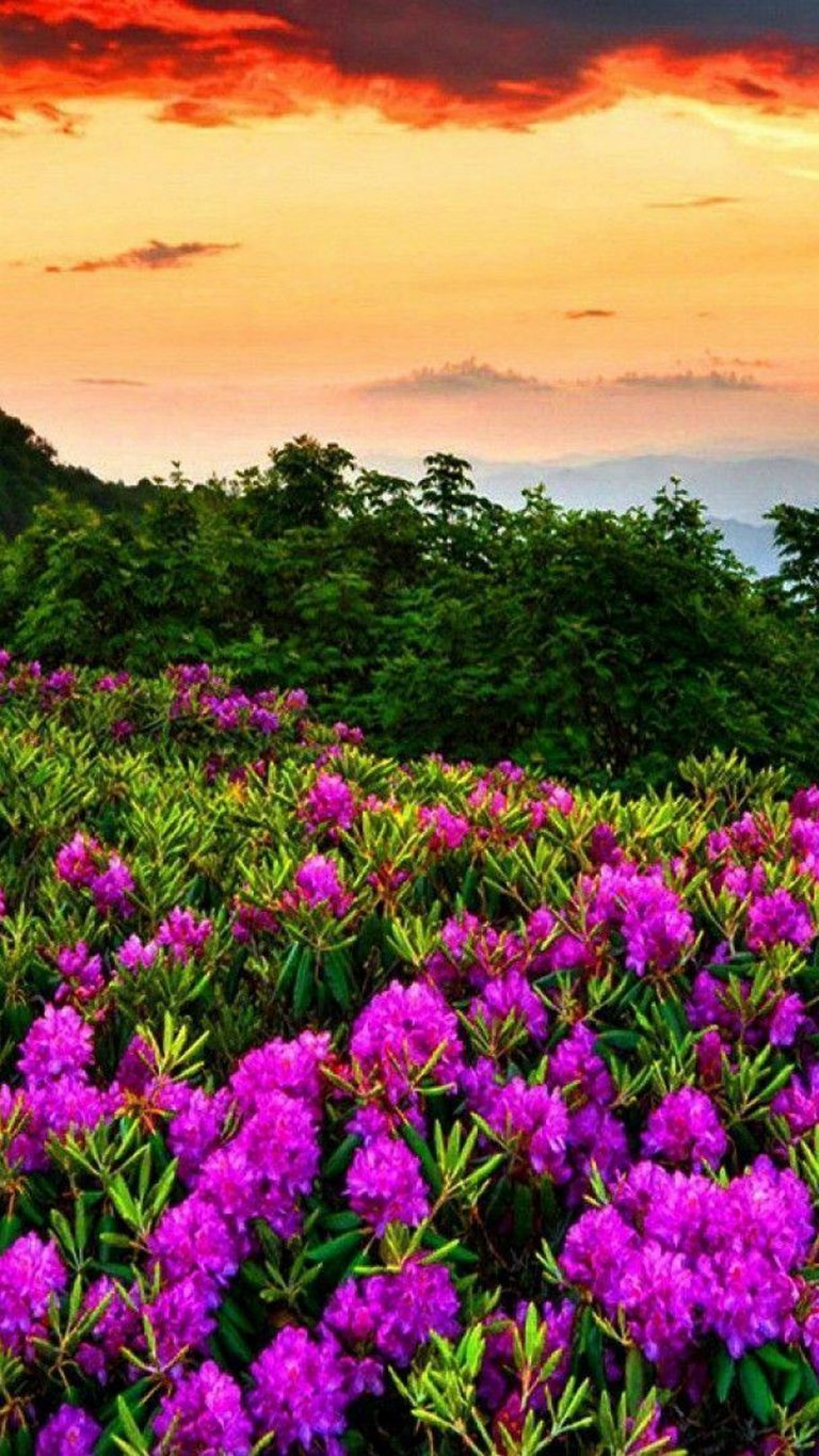 Spring Nature HD Wallpapers For Android 2024 Android Wallpapers