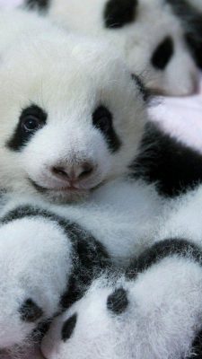 Baby Panda Wallpaper For Android High Resolution 1080X1920