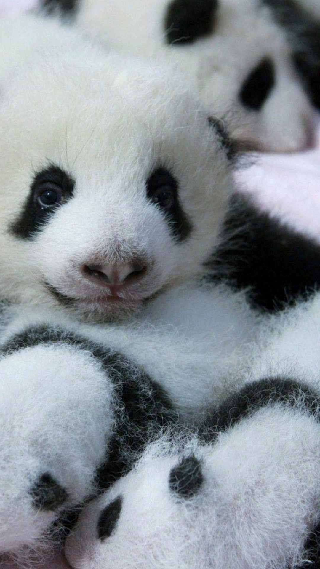 Baby Panda Wallpaper For Android with HD resolution 1080x1920