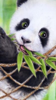 Cute Panda HD Wallpapers For Android High Resolution 1080X1920