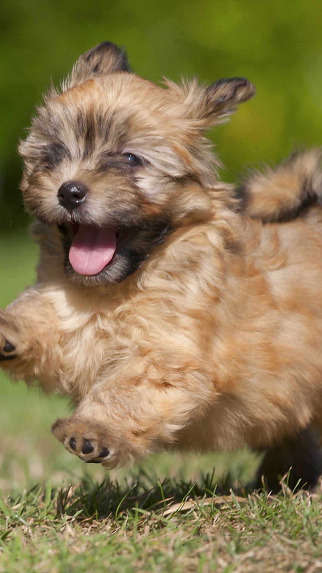 Cute Puppies Backgrounds For Android with HD resolution 1080x1920
