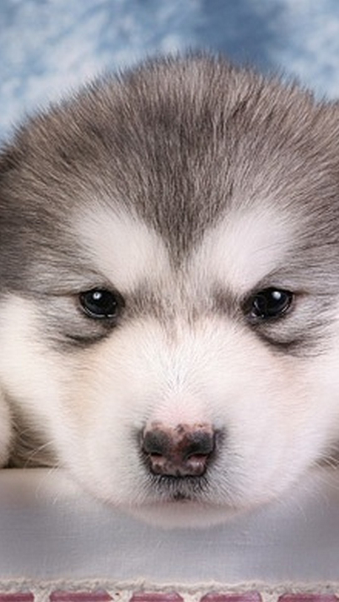 Cute Puppies Pictures Wallpaper Android with HD resolution 1080x1920