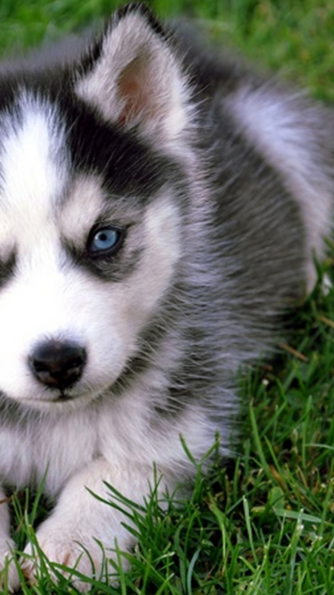  Cute  Puppies  Wallpaper  Android  2021 Android  Wallpapers 