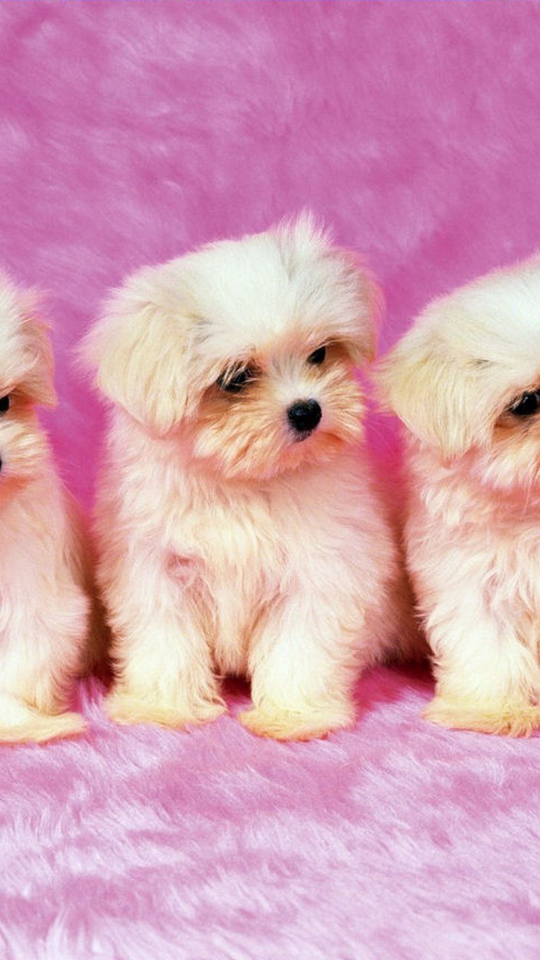Funny Puppies Android Wallpaper with HD resolution 1080x1920
