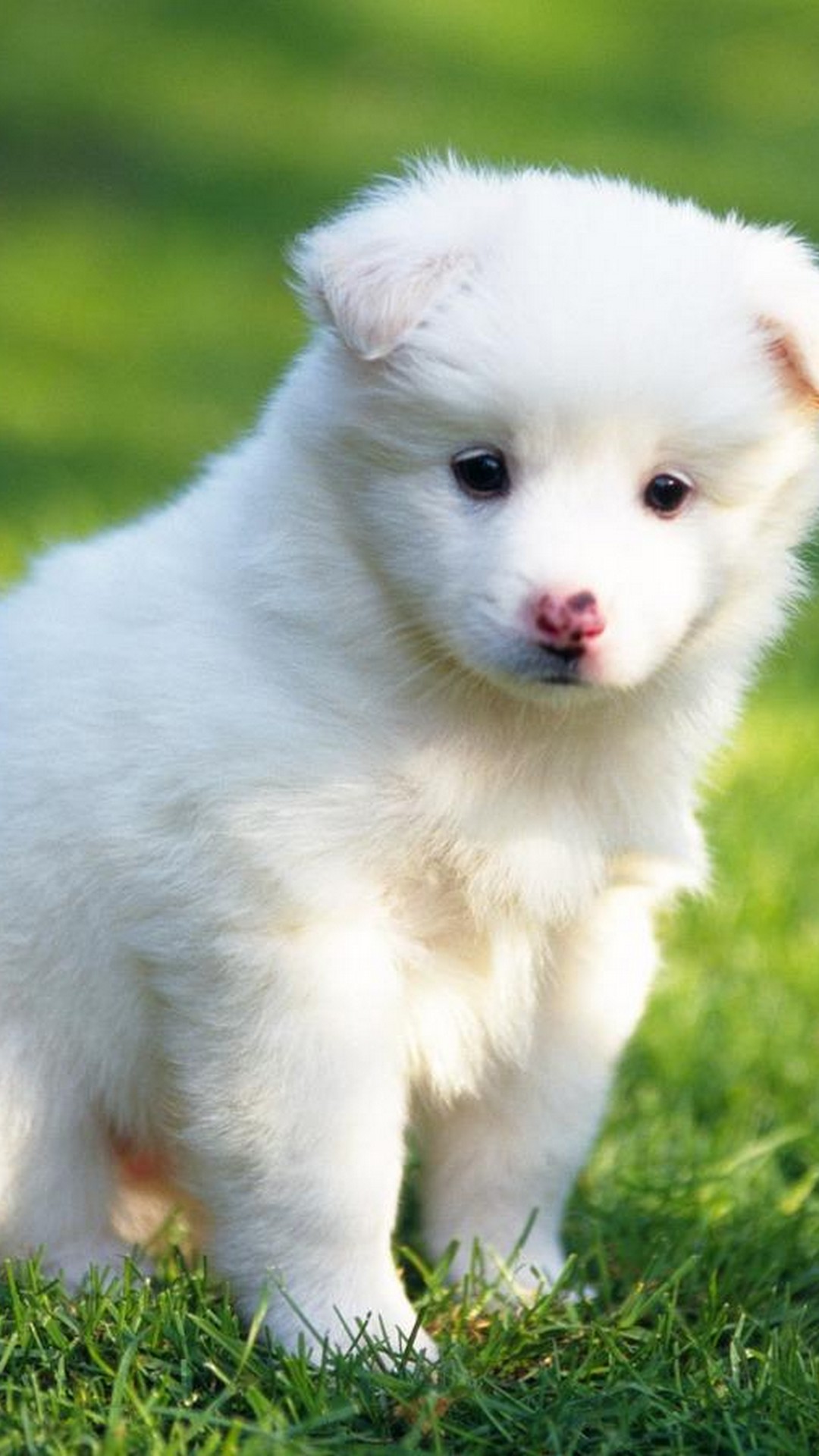 Funny Puppies Wallpaper Android with HD resolution 1080x1920