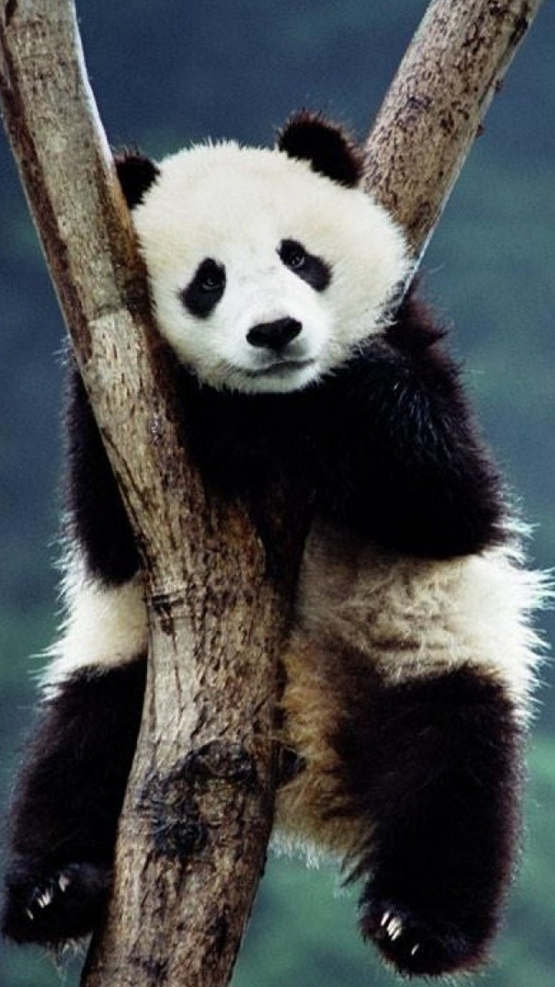 Panda Cute Wallpaper Android with HD resolution 1080x1920