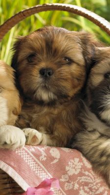 Pics Of Puppies Android Wallpaper High Resolution 1080X1920
