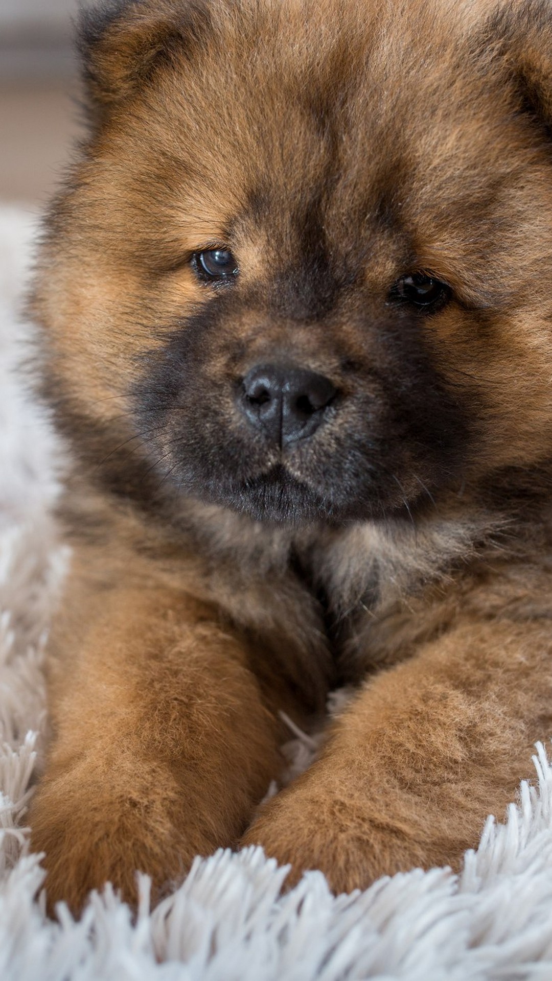 Pics Of Puppies Backgrounds For Android with HD resolution 1080x1920