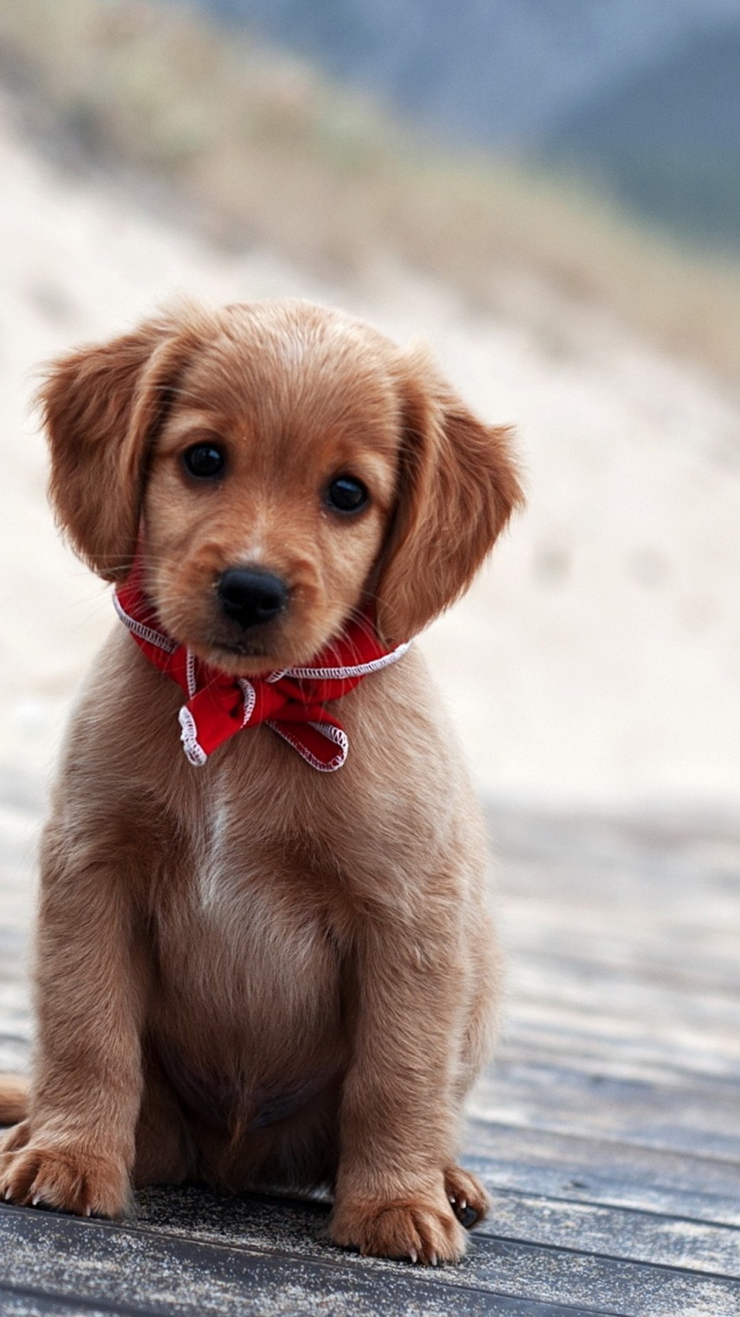 Pics Of Puppies Wallpaper Android