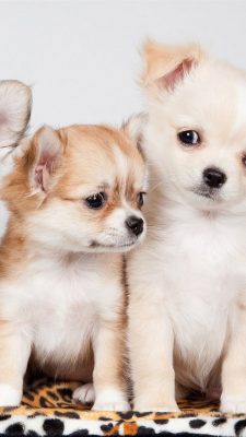 Puppies Android Wallpaper High Resolution 1080X1920