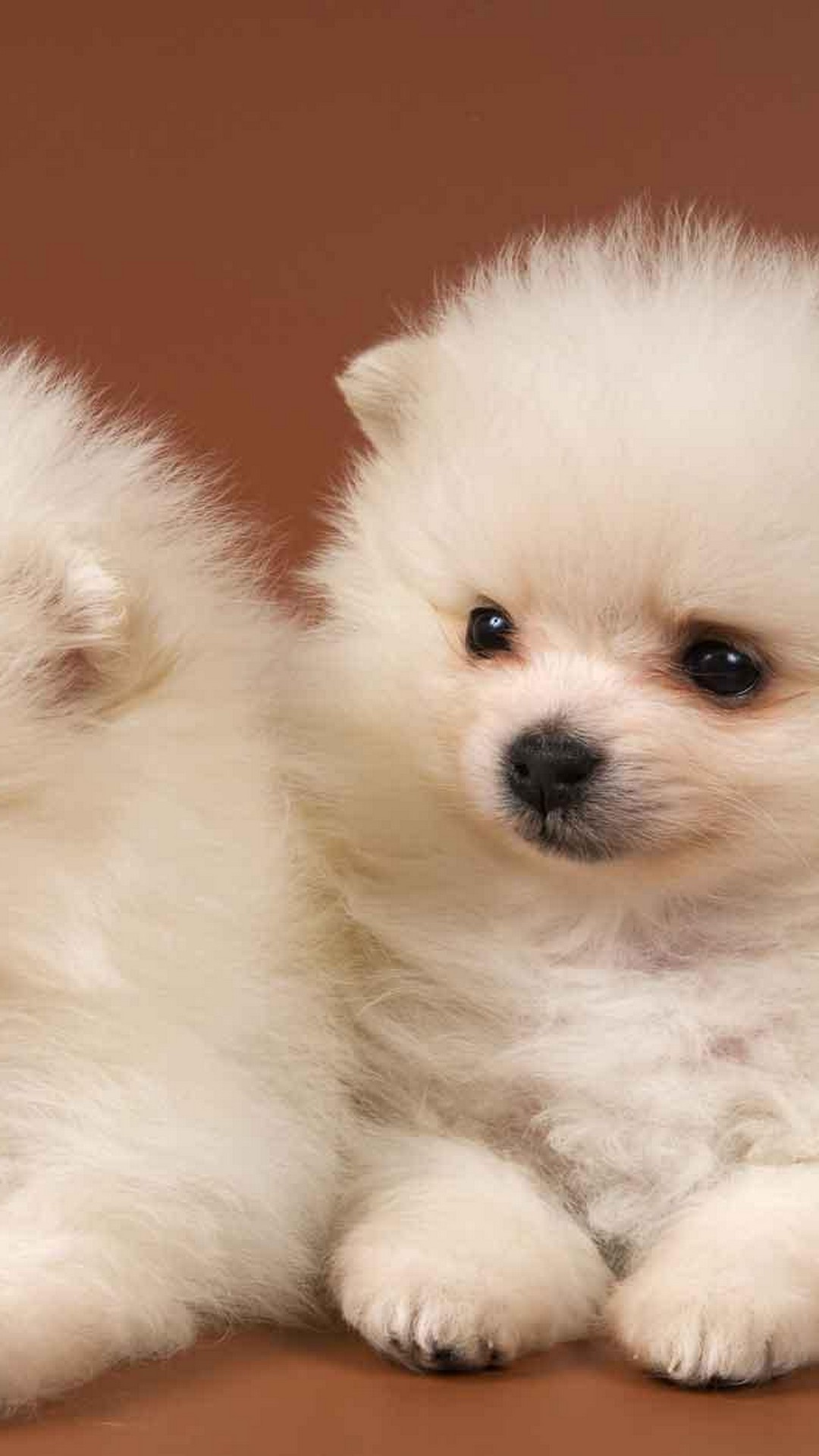 Puppy HD Wallpapers For Android with HD resolution 1080x1920