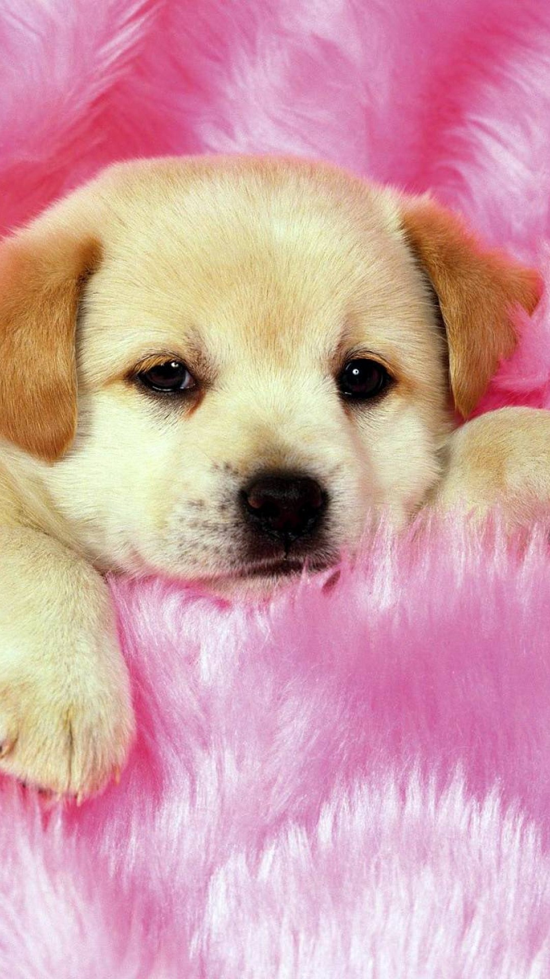Puppy Wallpaper Android with HD resolution 1080x1920