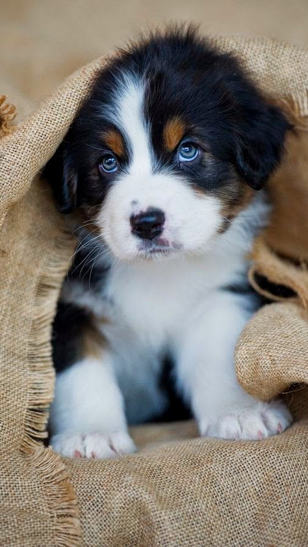 Puppy Wallpaper For Android with HD resolution 1080x1920