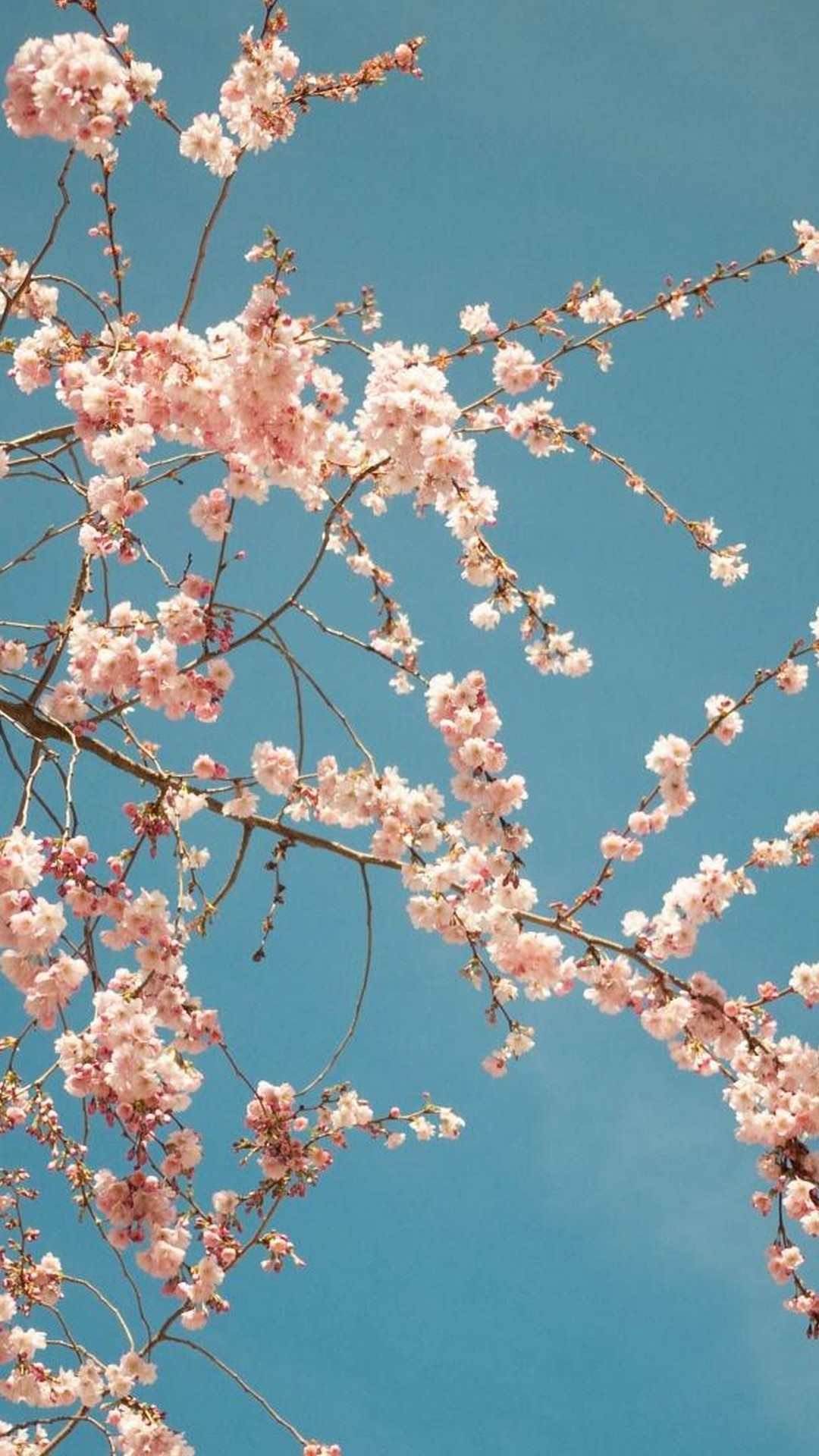 Spring Backgrounds For Android - 2020 Android Wallpapers