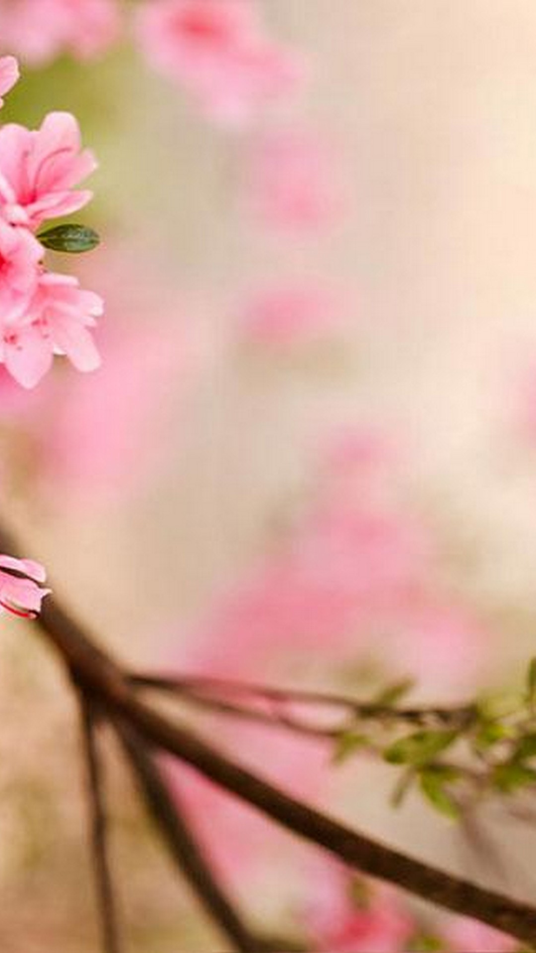 Spring Flowers Wallpaper For Android