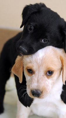 Wallpaper Cute Puppies Android High Resolution 1080X1920