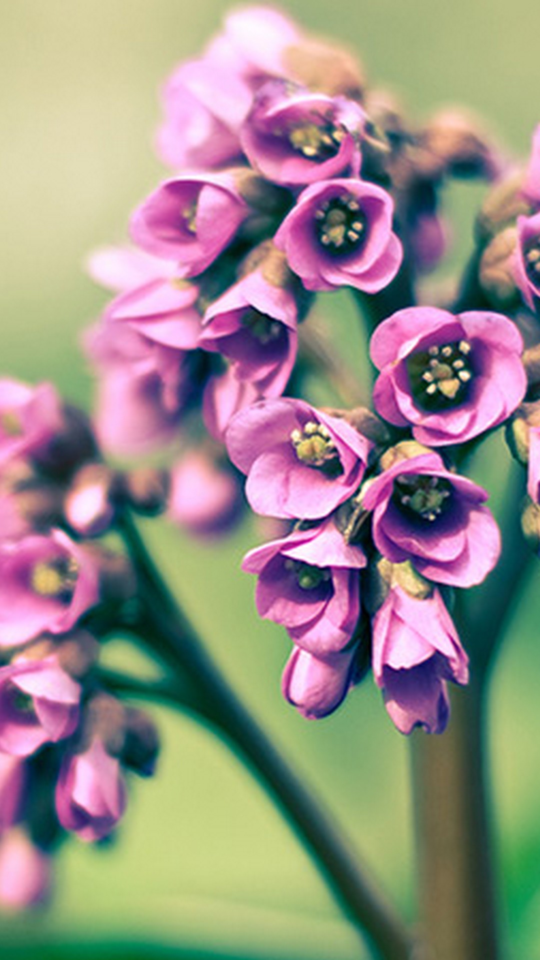 Wallpaper Spring Flowers Android with HD resolution 1080x1920