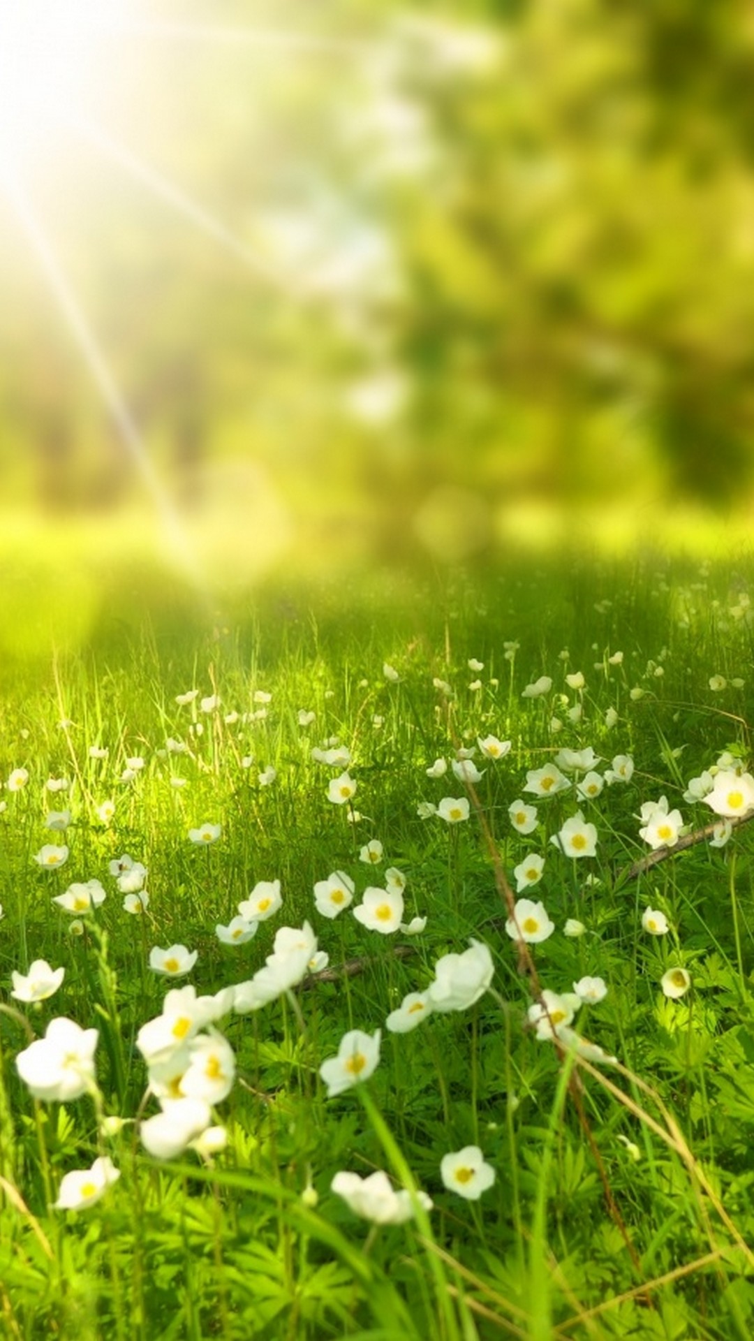 Wallpapers Beautiful Spring with HD resolution 1080x1920