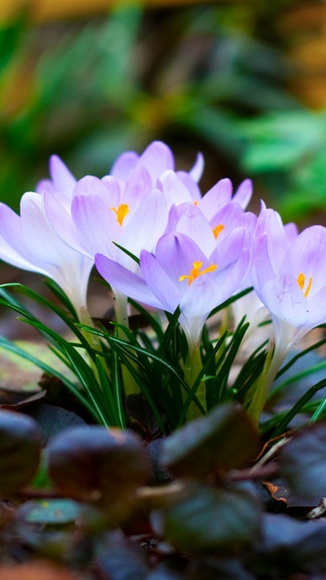 Free Images Of Spring Flowers / 1000+ Beautiful Spring Flowers Photos ...