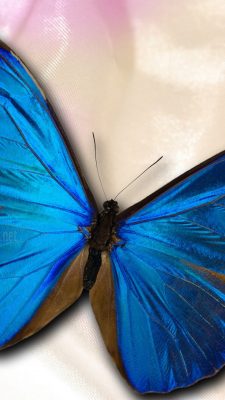Blue Butterfly Backgrounds For Android High Resolution 1080X1920