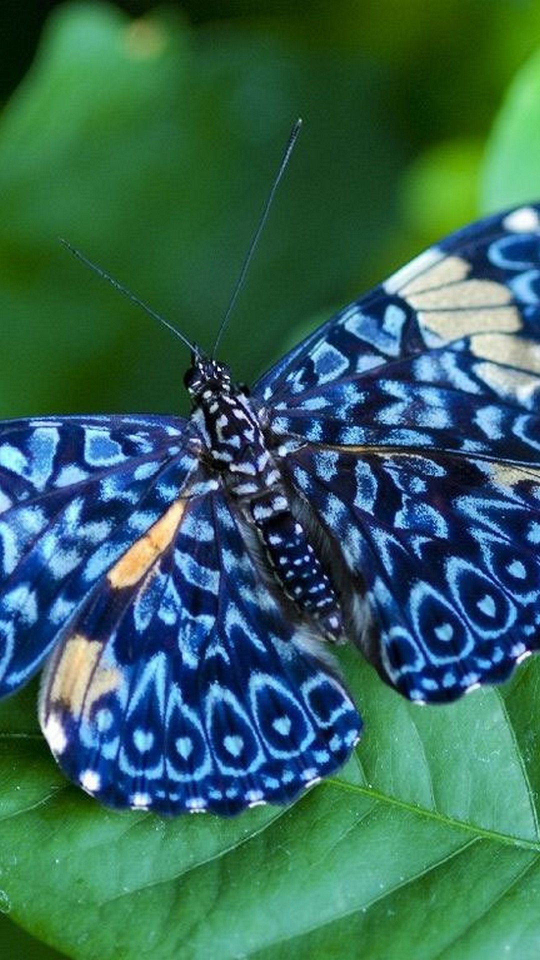 Blue Butterfly Wallpaper Android with HD resolution 1080x1920