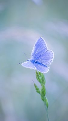 Blue Butterfly Wallpaper For Android High Resolution 1080X1920