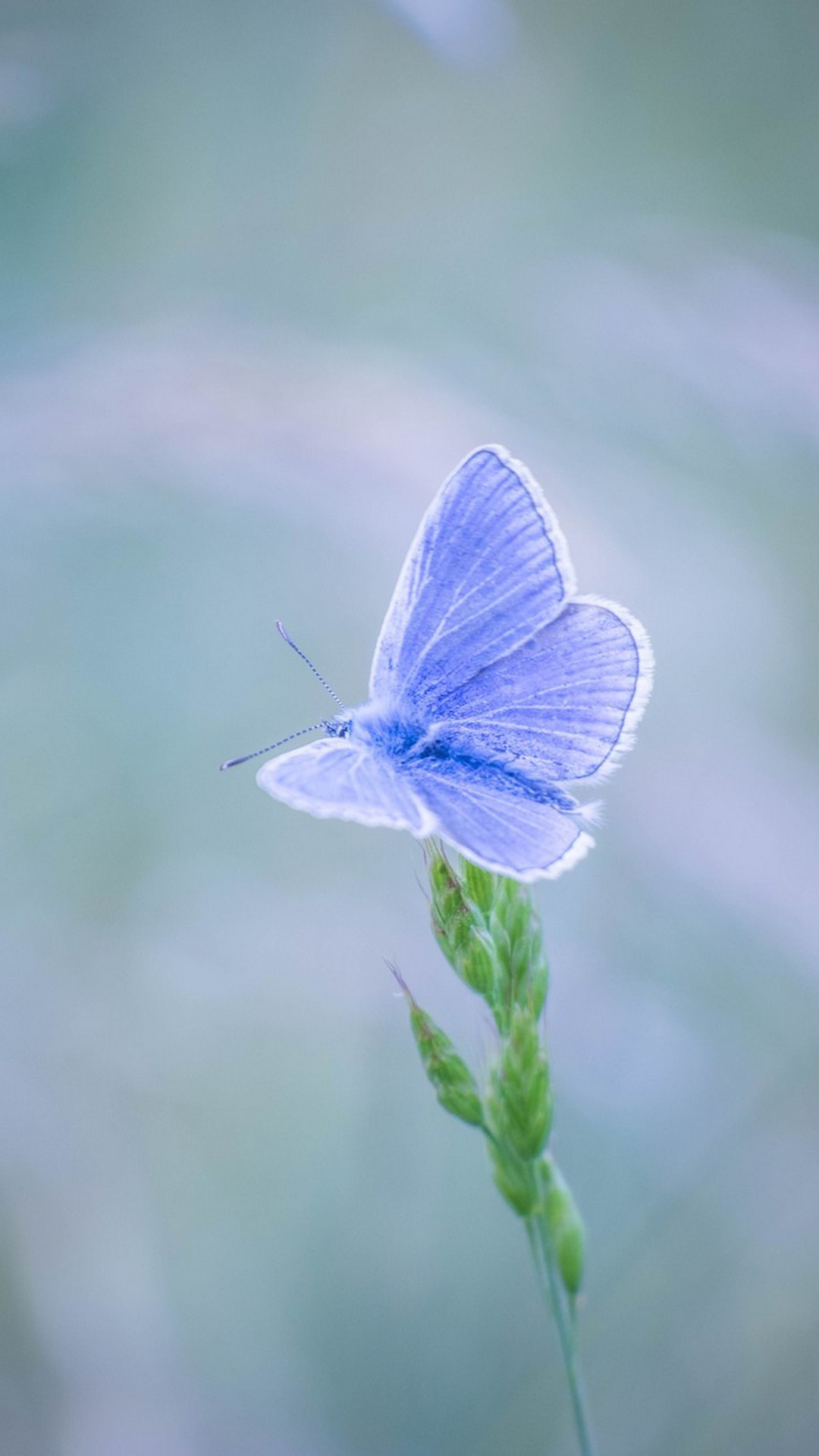 Blue Butterfly Wallpaper For Android with HD resolution 1080x1920