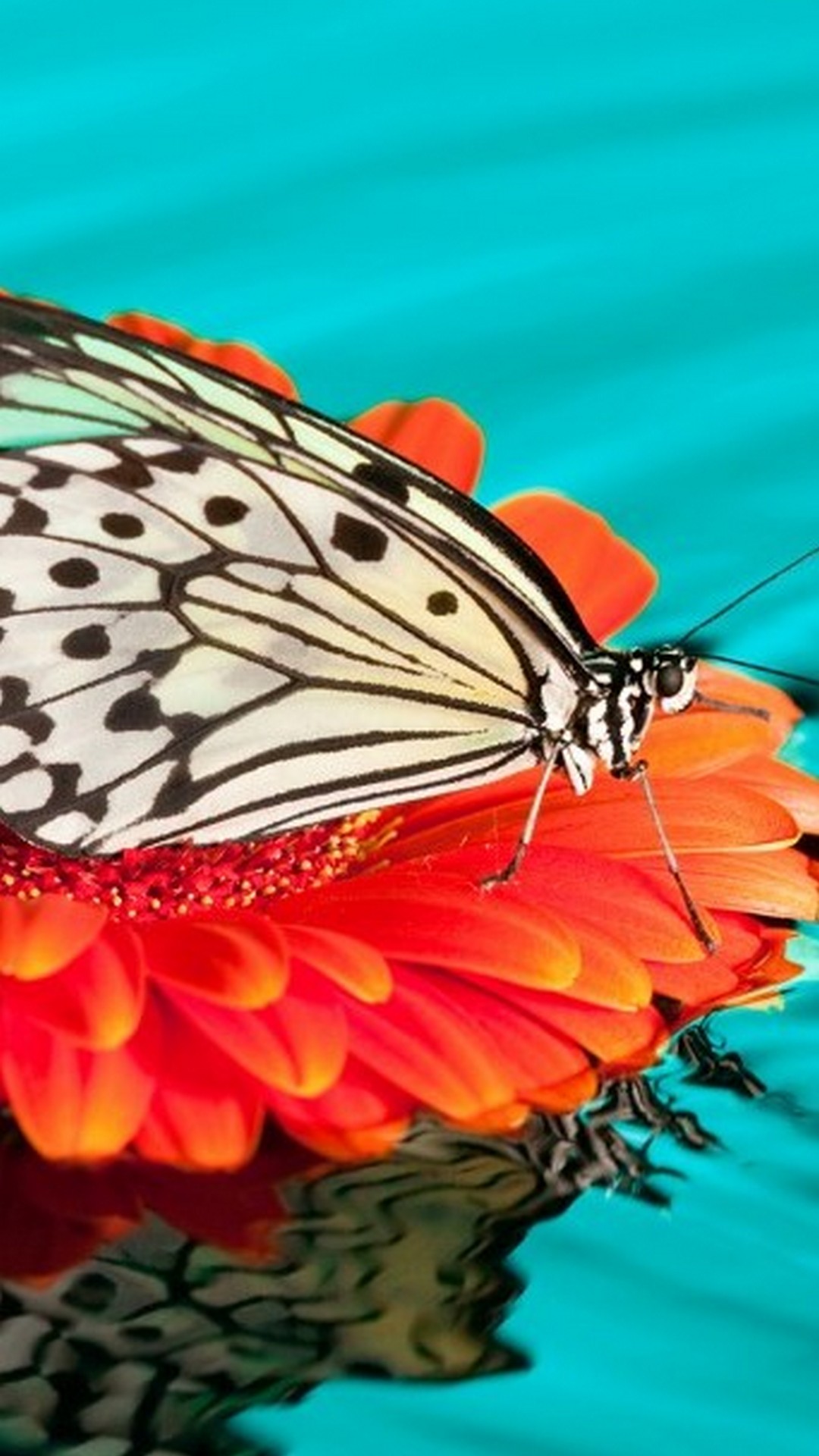 Butterfly Backgrounds For Android with HD resolution 1080x1920