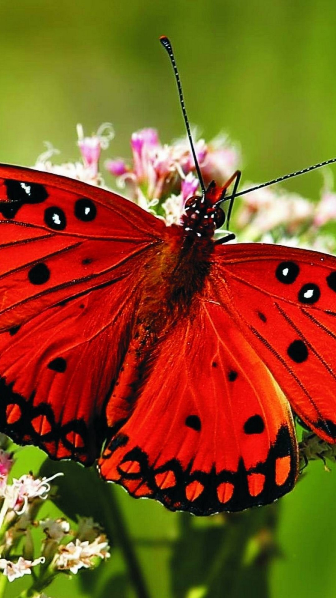 Butterfly Pictures HD Wallpapers For Android with HD resolution 1080x1920