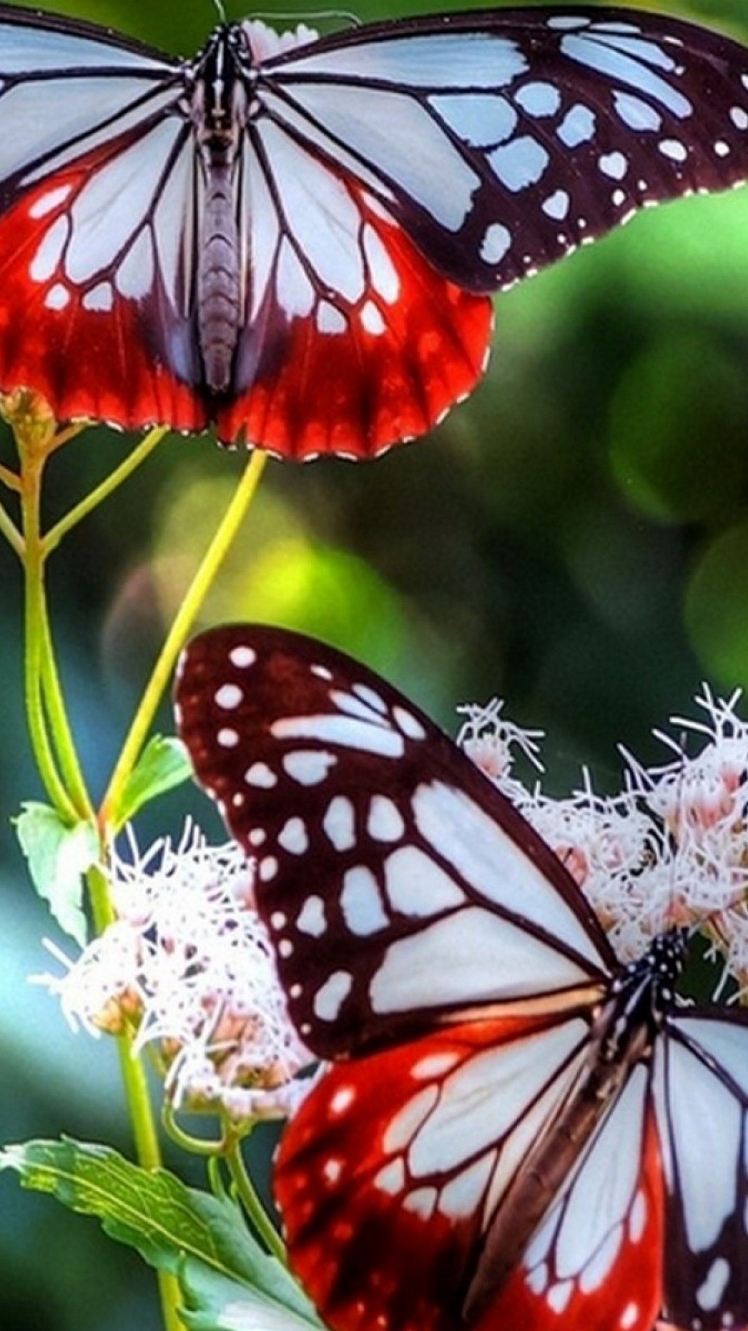 Butterfly Pictures Wallpaper For Android with HD resolution 1080x1920
