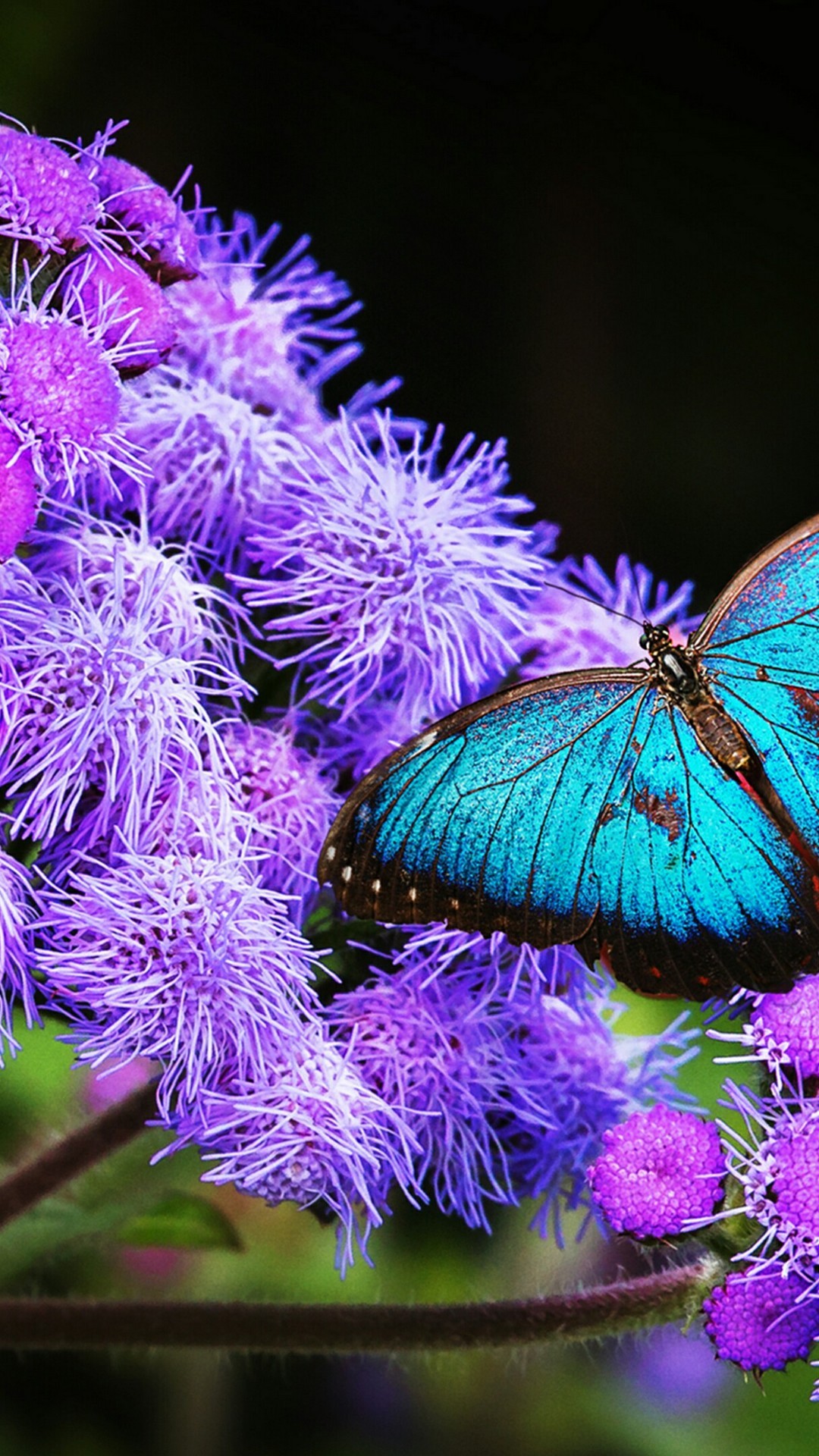 Wallpaper Blue Butterfly Android High Resolution 1080X1920