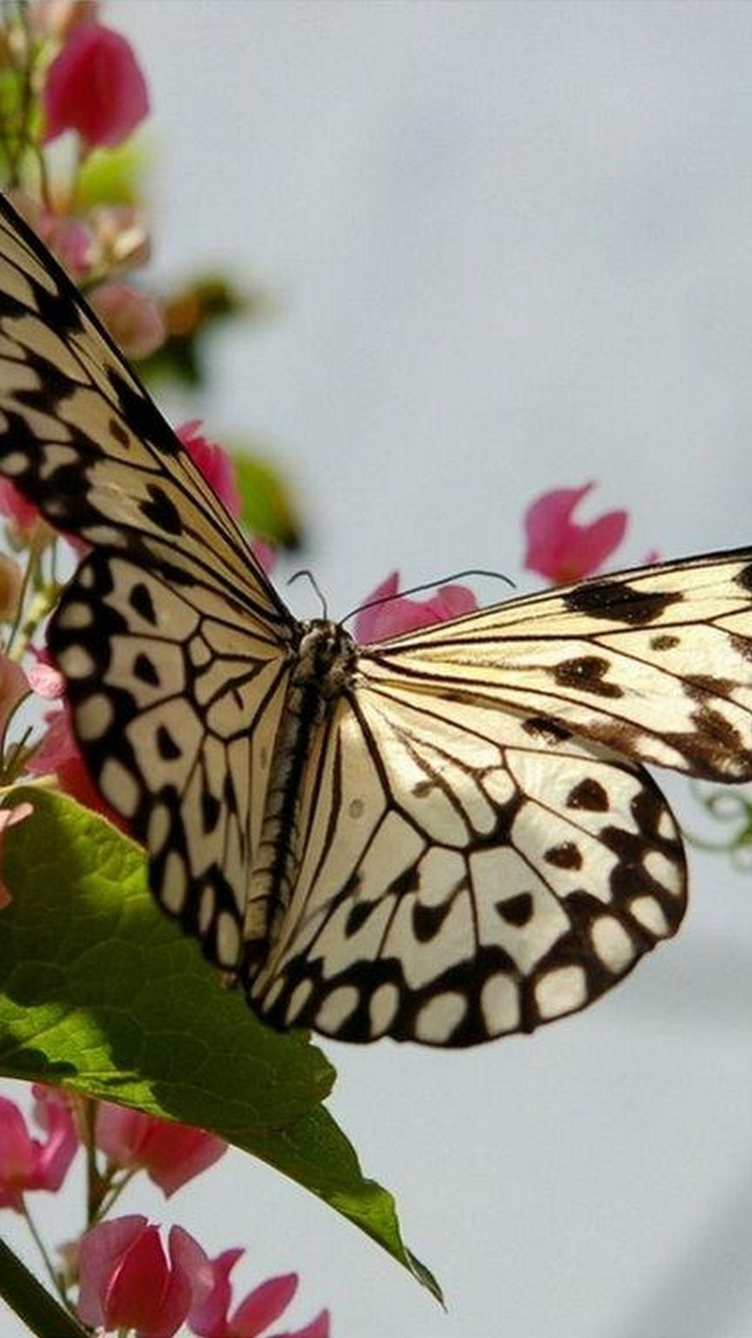 Wallpapers Phone Butterfly Pictures with HD resolution 1080x1920