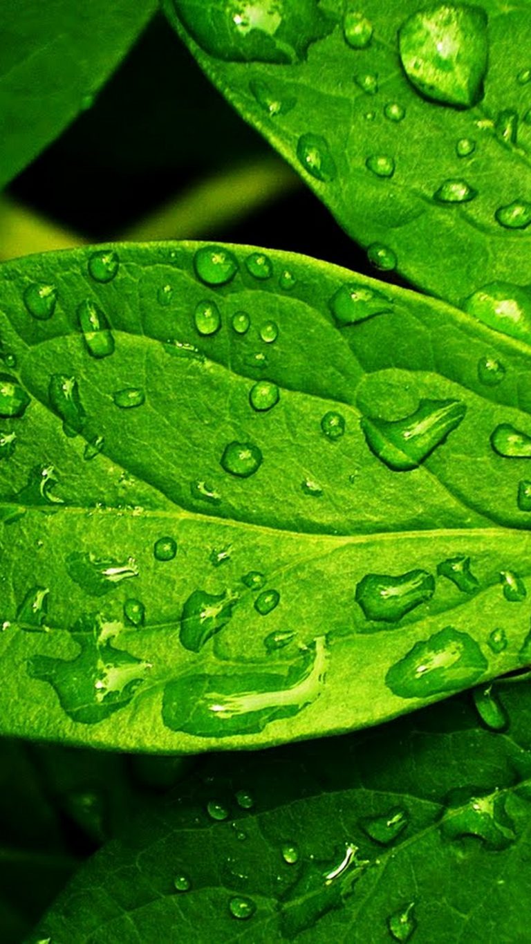 Android Wallpaper HD Green Leaf - 2022 Android Wallpapers