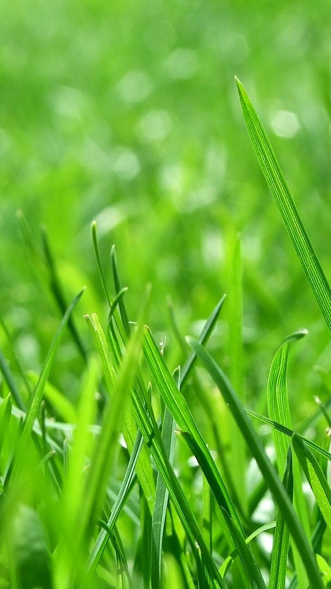 Android Wallpaper Nature Green with image resolution 1080x1920 pixel. You can make this wallpaper for your Android backgrounds, Tablet, Smartphones Screensavers and Mobile Phone Lock Screen