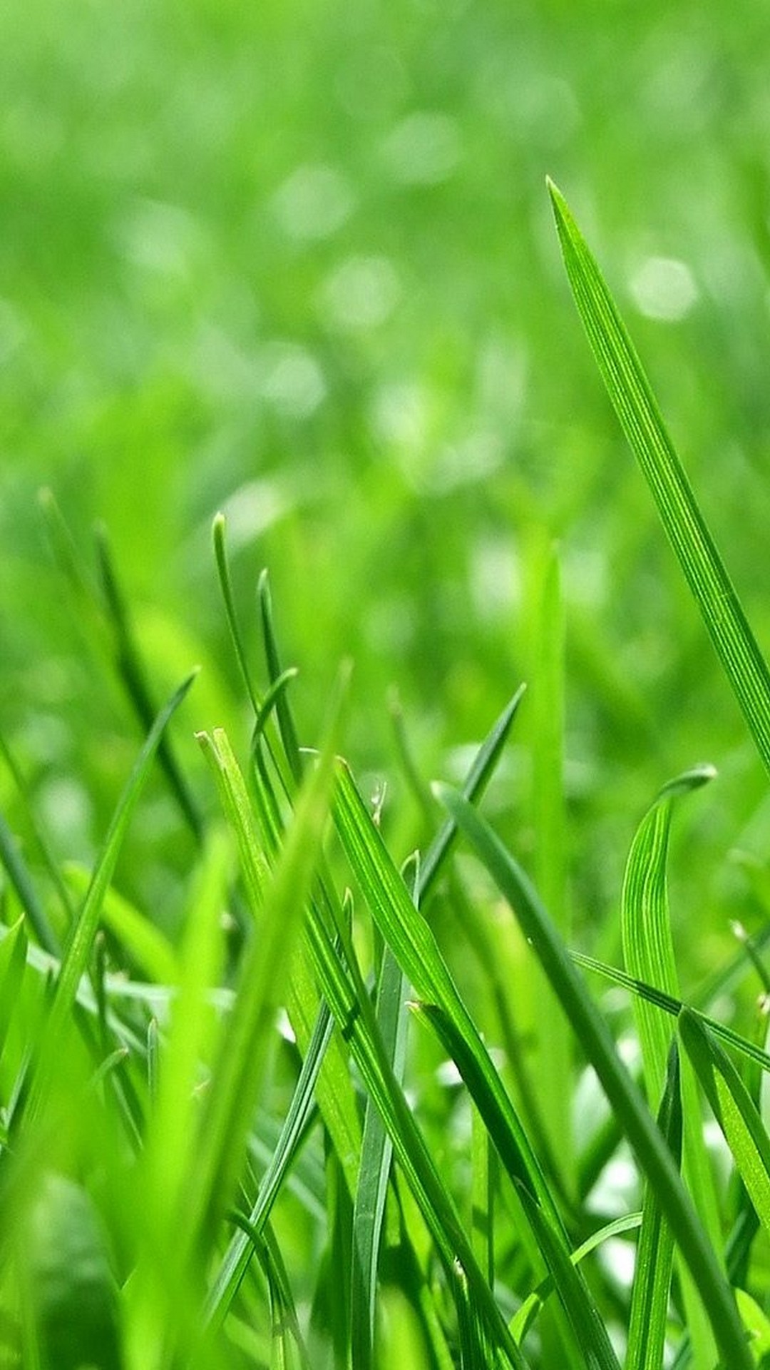 Android Wallpaper Nature Green - 2021 Android Wallpapers