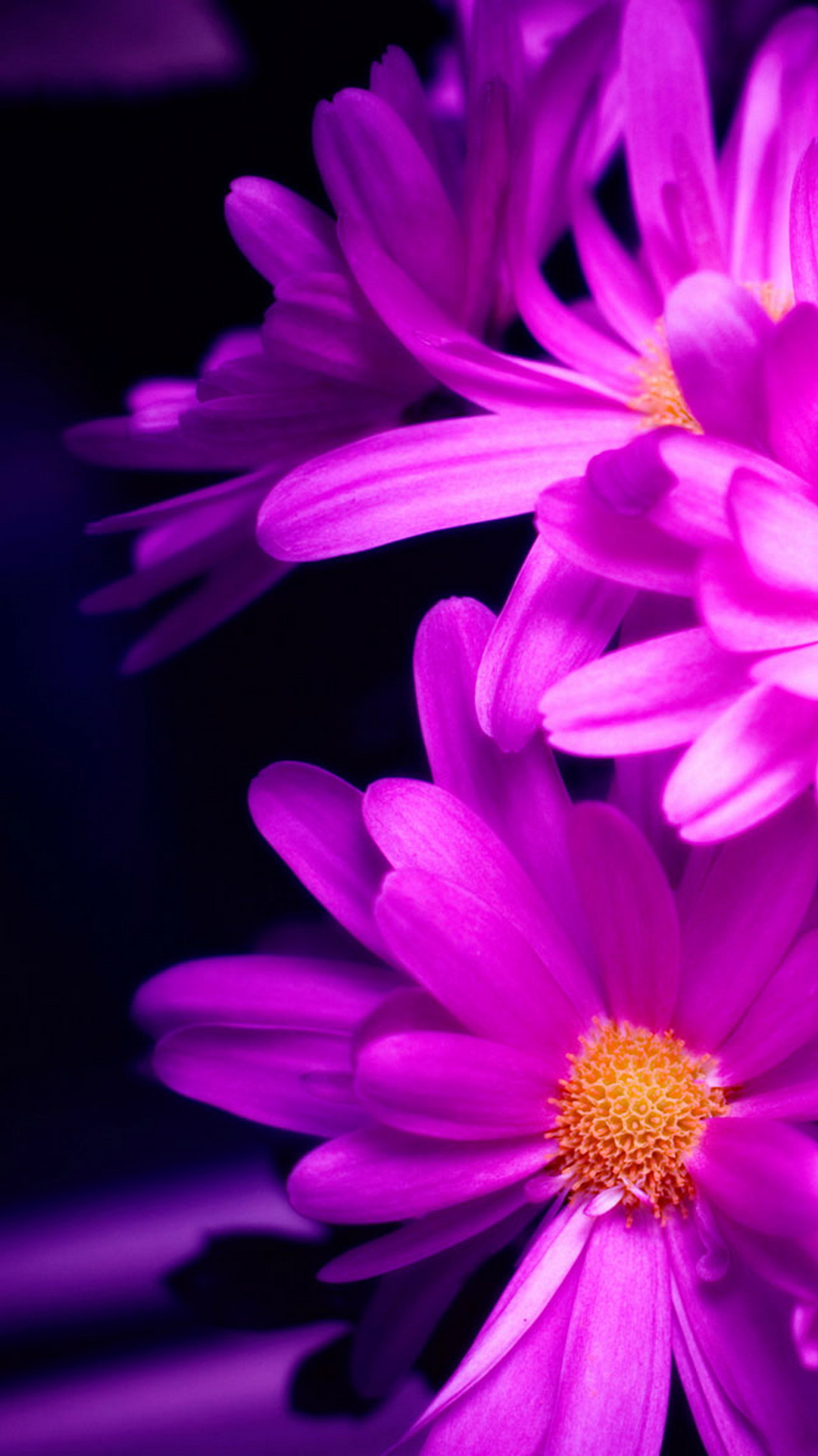 Flowers Purple Android Wallpaper with high-resolution 1080x1920 pixel. You can use this wallpaper for your Android backgrounds, Tablet, Samsung Screensavers, Mobile Phone Lock Screen and another Smartphones device