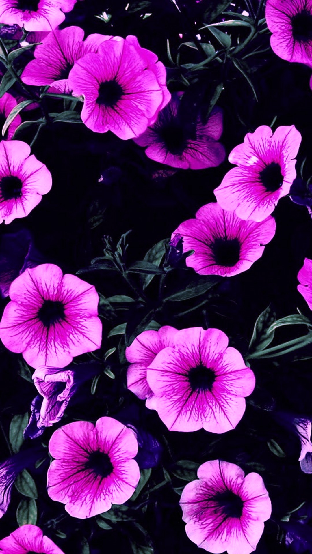 Flowers Purple Wallpaper Android With high-resolution 1080X1920 pixel. You can use this wallpaper for your Android backgrounds, Tablet, Samsung Screensavers, Mobile Phone Lock Screen and another Smartphones device
