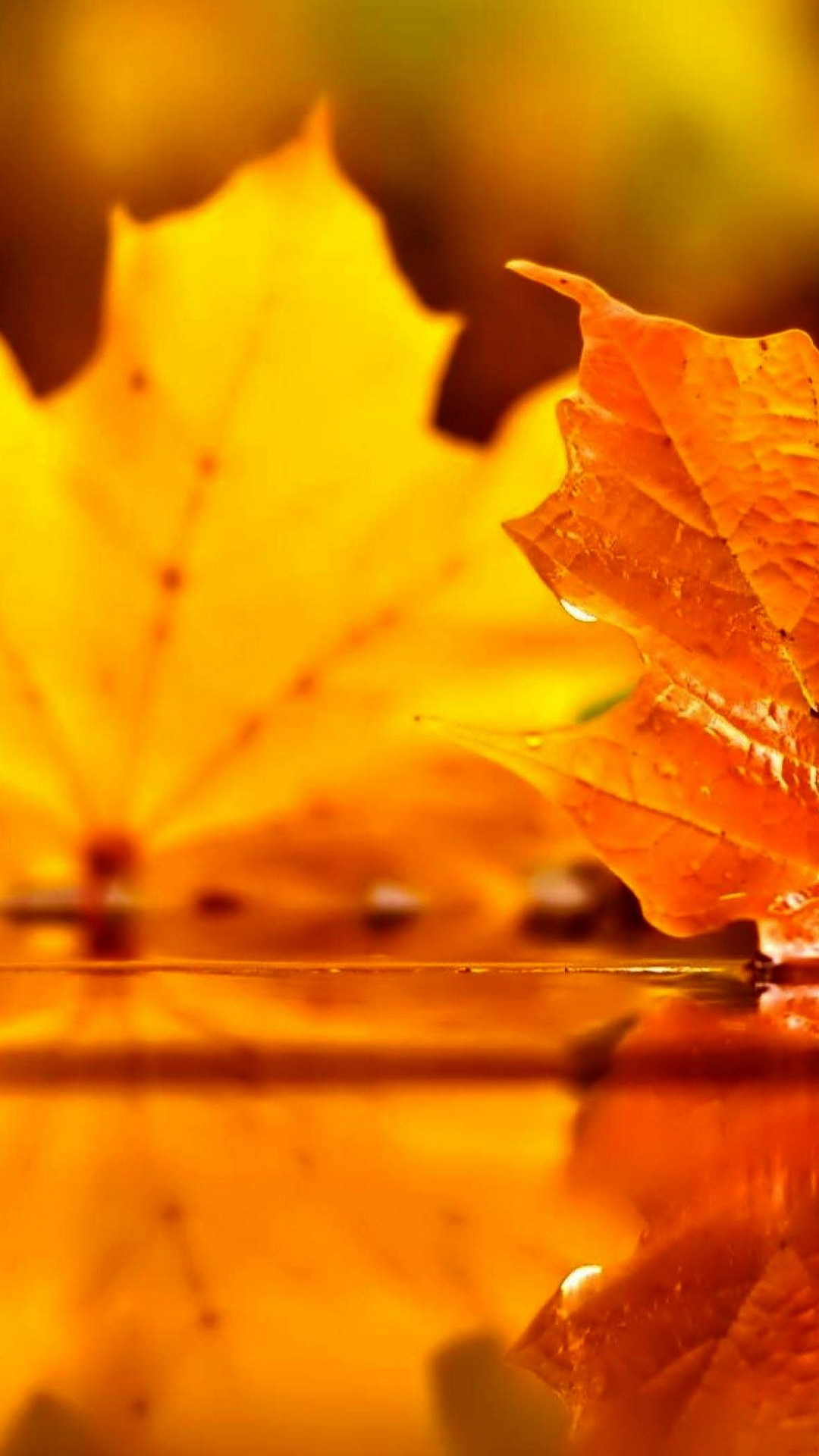 Fall Backgrounds For Android with high-resolution 1080x1920 pixel. You can use this wallpaper for your Android backgrounds, Tablet, Samsung Screensavers, Mobile Phone Lock Screen and another Smartphones device